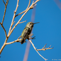 Costas Hummingbird-01