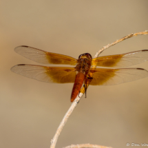 Flame Skimmer Dragonfly-05
