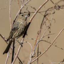 House Finch-Immature Male-038