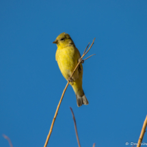 Lesser Goldfinch-Female-040