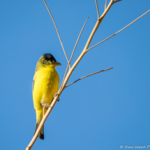 Lesser Goldfinch-Male-056