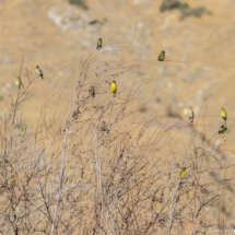 Lesser Goldfinches-01