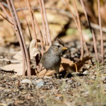 White-crowned Sparrow-Immature (Dark Lored)-05