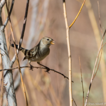 White-crowned Sparrow-Immature (Dark Lored)-06