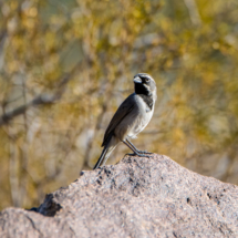 Black-throated Sparrow-02