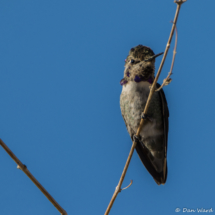 Costas Hummingbird-Male-02