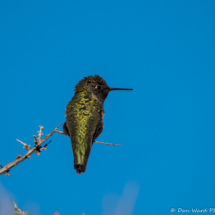 Anna's Hummingbird-Male-5