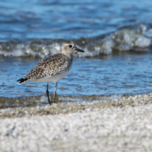 Black-bellied Plover-Immature-01