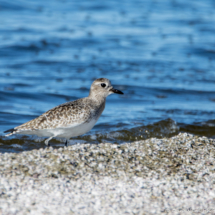 Black-bellied Plover-Immature-02