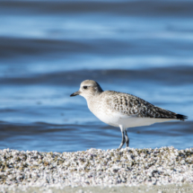 Black-bellied Plover-Immature-03
