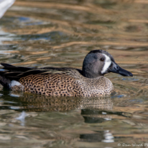 Blue-winged Teal-01