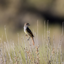 Brown-crested Flycatcher-01