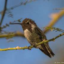 Costas Hummingbird-Male-090