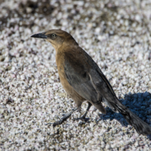 Great-tailed Grackle-Female-01