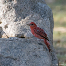 Summer Tanager-01