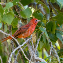 Summer Tanager-03