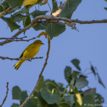 Yellow Warbler-008 (2)