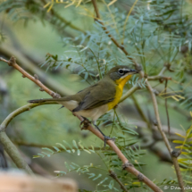 Yellow-breasted Chat-01