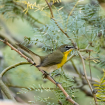 Yellow-breasted Chat-02