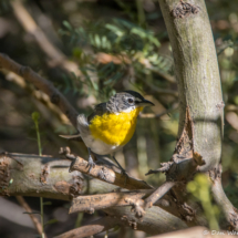 Yellow-breasted Chat-06