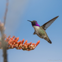 Costas Hummingbird On Ocotillo Flower-Male-02