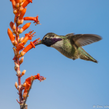 Costas Hummingbird On Ocotillo Flower-Male-07