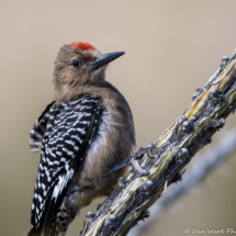 Gila Woodpecker-Male-02
