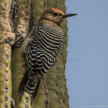 Gila Woodpecker On Saguaro Cactus-Male-02