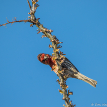 House Finch on Ocotillo