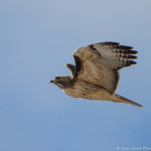 Red-tailed Hawk In Flight-01