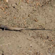 California Whiptail Lizard-01