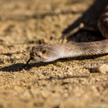 Red Diamondback Rattlesnake-04