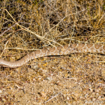 Red Diamondback Rattlesnake-05