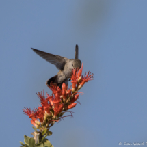Black-chinned Hummingbird-Female-01