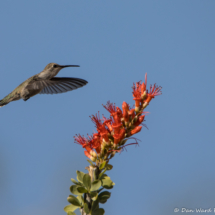 Black-chinned Hummingbird-Female-02