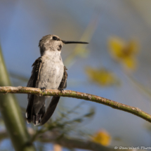 Black-chinned Hummingbird-Immature Male-02