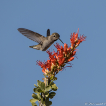 Black-chinned Hummingbird-Male-04