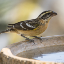 Black-headed Grosbeak-Female-01