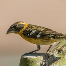 Black-headed Grosbeak-Immature-01