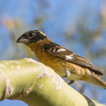 Black-headed Grosbeak-Male-01