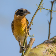 Black-headed Grosbeak-Male-02