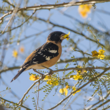 Black-headed Grosbeak-Male-Eating Palo Verde Flower