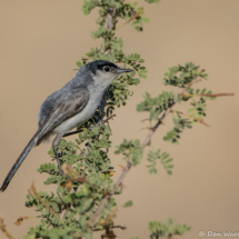 Black-tailed Gnatcatcher-01