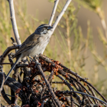 Black-throated Sparrow-Juvenile-01
