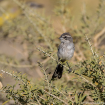 Black-throated Sparrow-Juvenile-02
