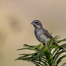 Black-throated Sparrow-Juvenile-03
