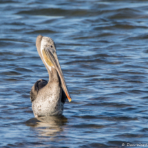 Brown Pelican-01