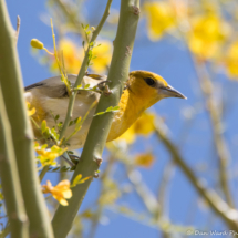 Bullock's Oriole-Female-01