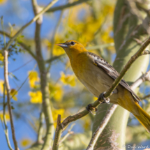 Bullock's Oriole-Female-03