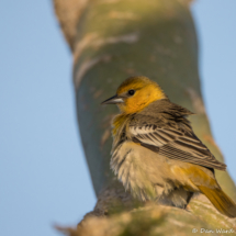 Bullock's Oriole-Female-Immature Male-03